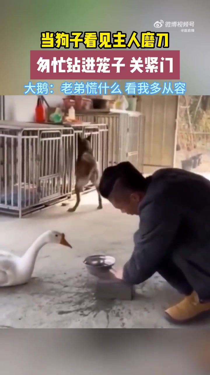 当狗子看见主人在磨刀，匆忙钻进笼子