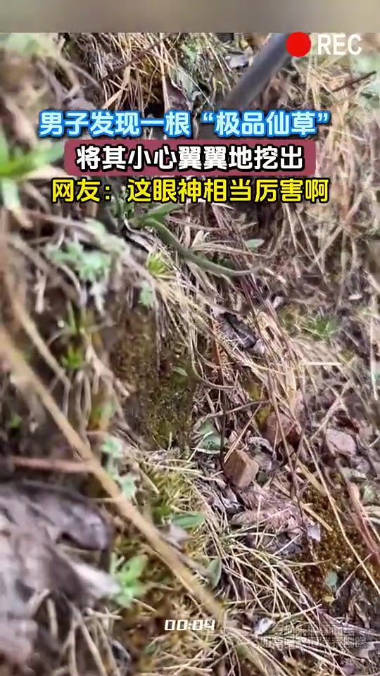 男子发现一根“极品仙草”，将其小心翼翼地挖出