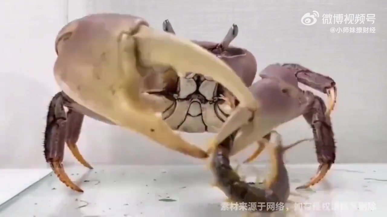 螃蟹会怕蜈蚣的毒吗
