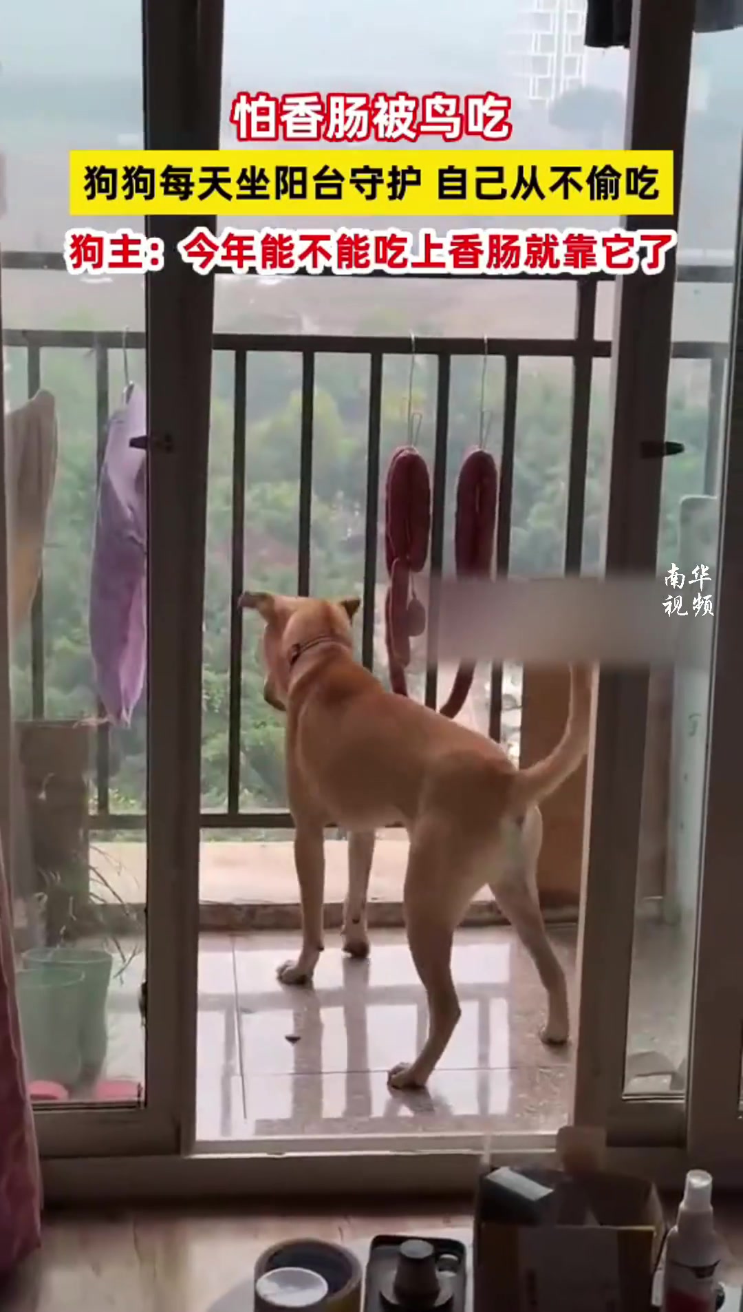 狗狗每天在阳台守护，狗主人：今年能否吃上香肠就靠它了