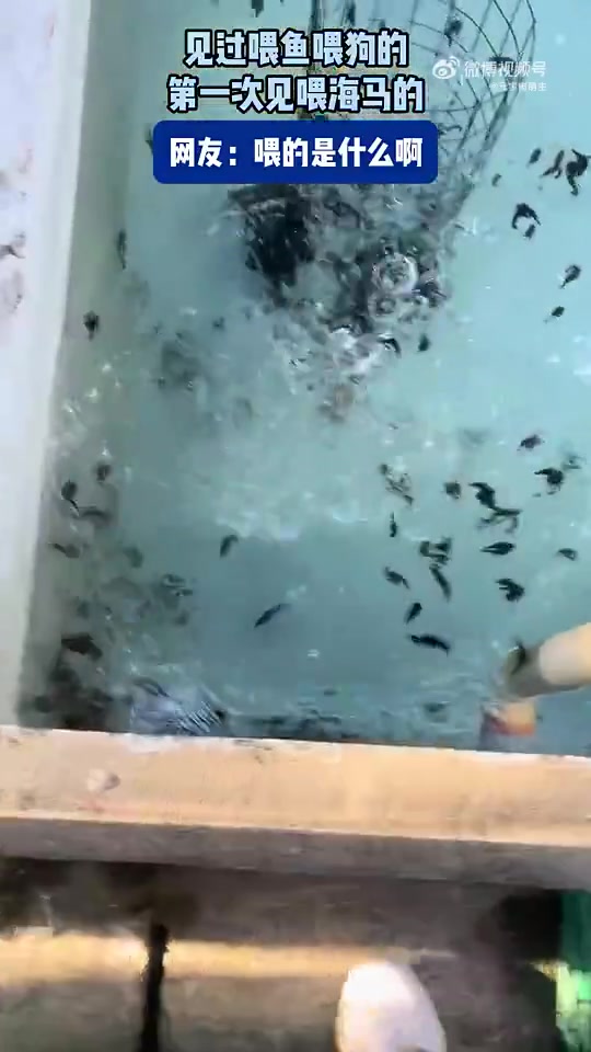 见过喂鱼喂狗的，第一次见喂海马的！