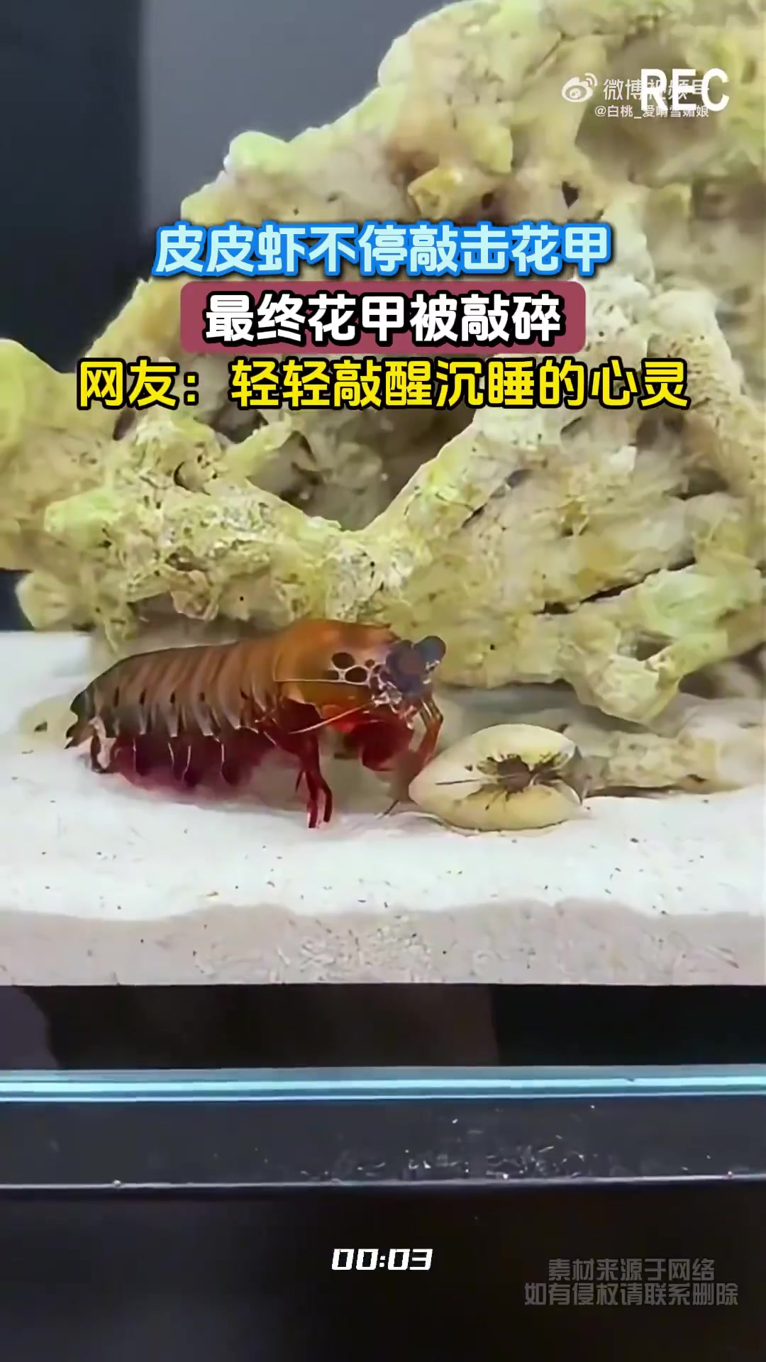 皮皮虾不停敲击花甲，最终花甲被敲碎，网友：轻轻敲醒沉睡的心灵