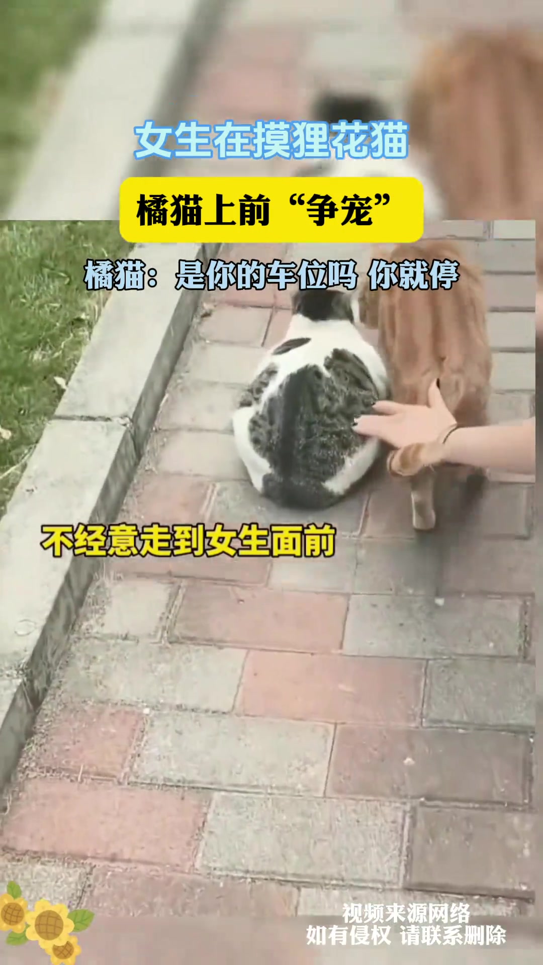 女生在摸狸花猫橘猫上前“争宠”橘猫：是你的车位吗你就停