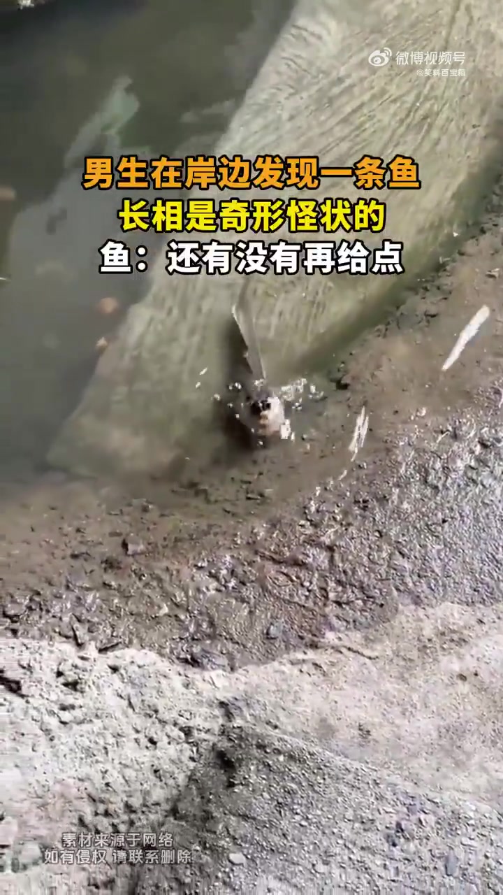 男生在岸边发现一条鱼，长相是奇形怪状的，鱼还有没有再给点