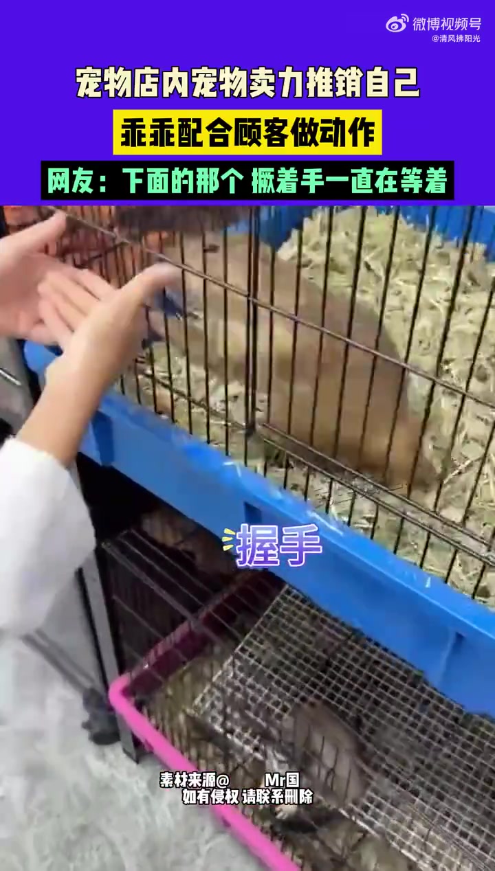 宠物店内宠物卖力推销自己，乖乖配合顾客做动作！