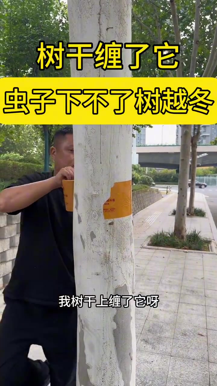 为什么要给树贴胶带，这真的有用吗