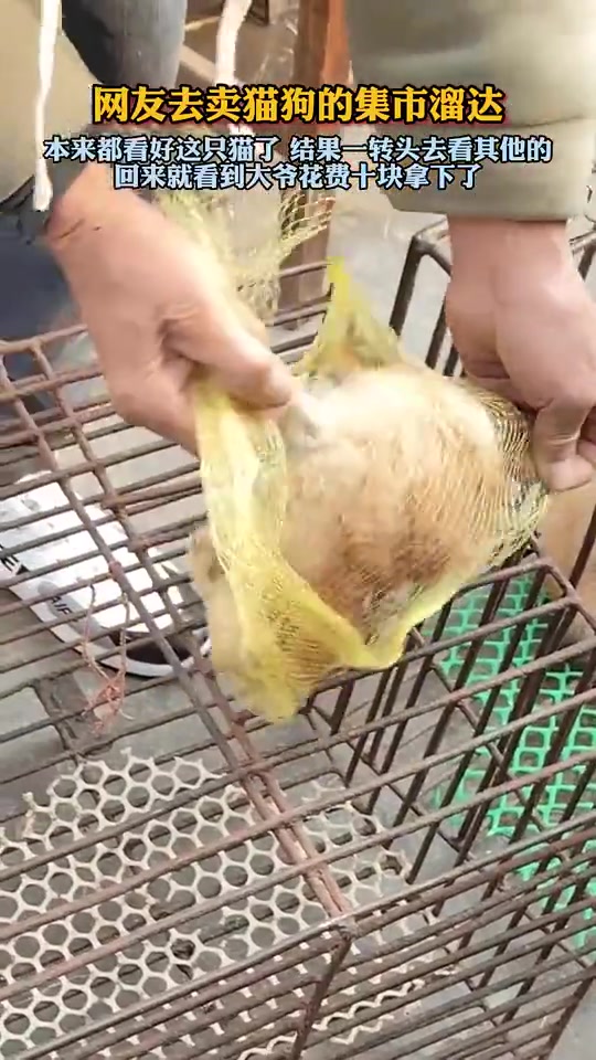 猫猫.ZIP第一才看见可以被压缩的生物！