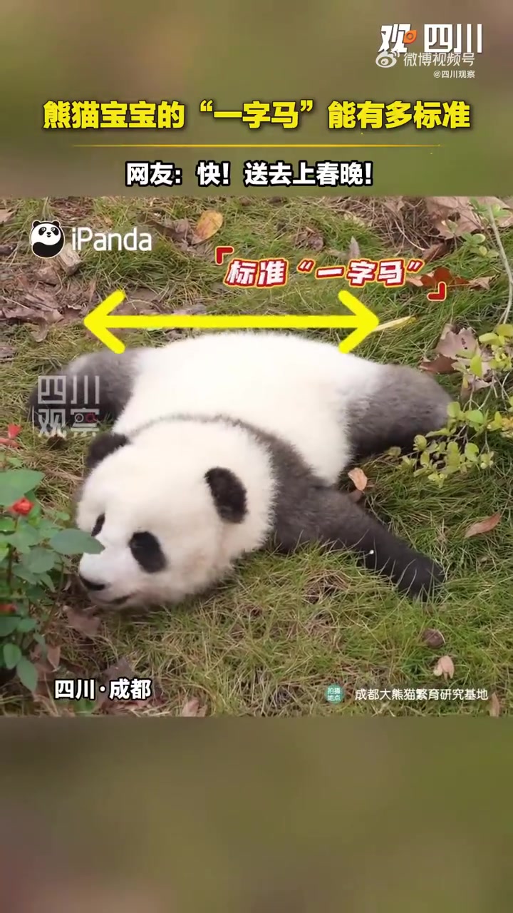 熊猫宝宝标准“一字马”出场，动作太帅了
