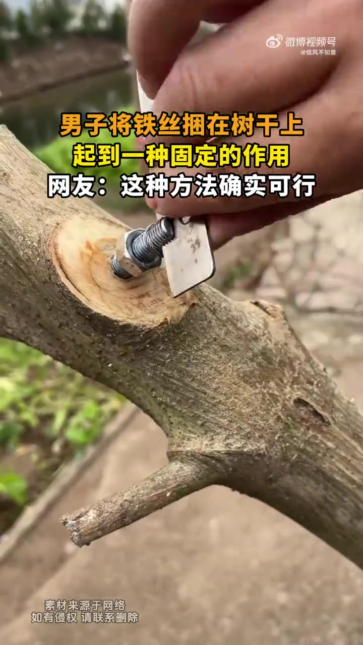 男子将铁丝捆在树干上，网友：这确定定的住吗
