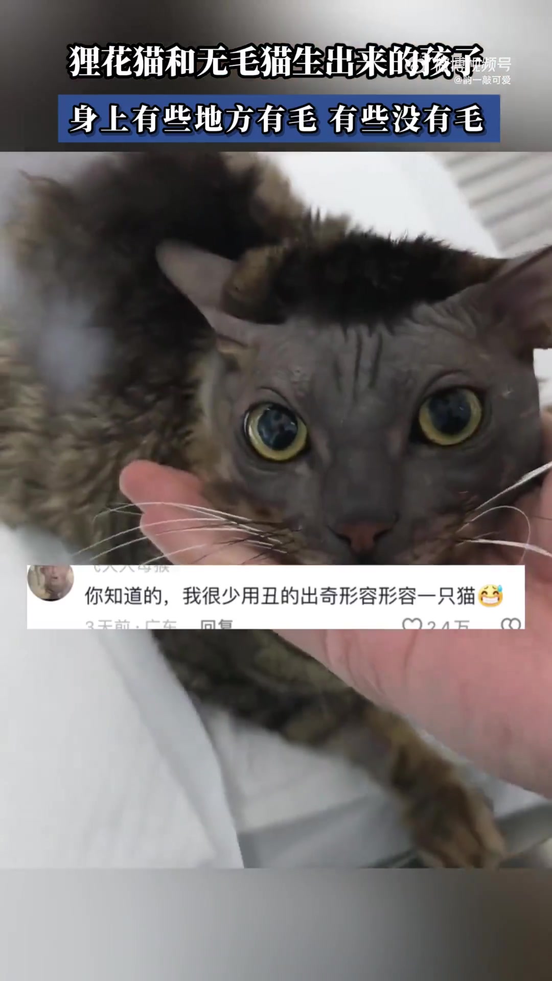 独一无二，狸花猫和无毛猫生出来的孩子，惊不惊喜意不意外！！！