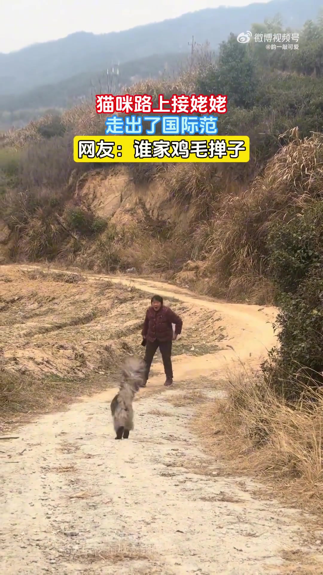猫咪路上接姥姥，走出了国际范，网友：谁家鸡毛掸子！！！！！