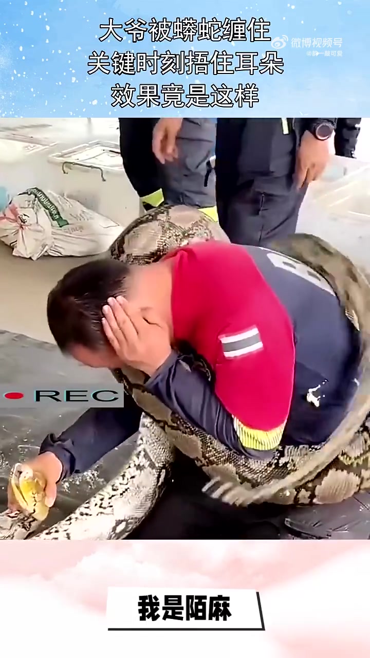 大爷被蟒蛇缠住，关键时刻捂住耳朵，效果竟是这样！！！！！