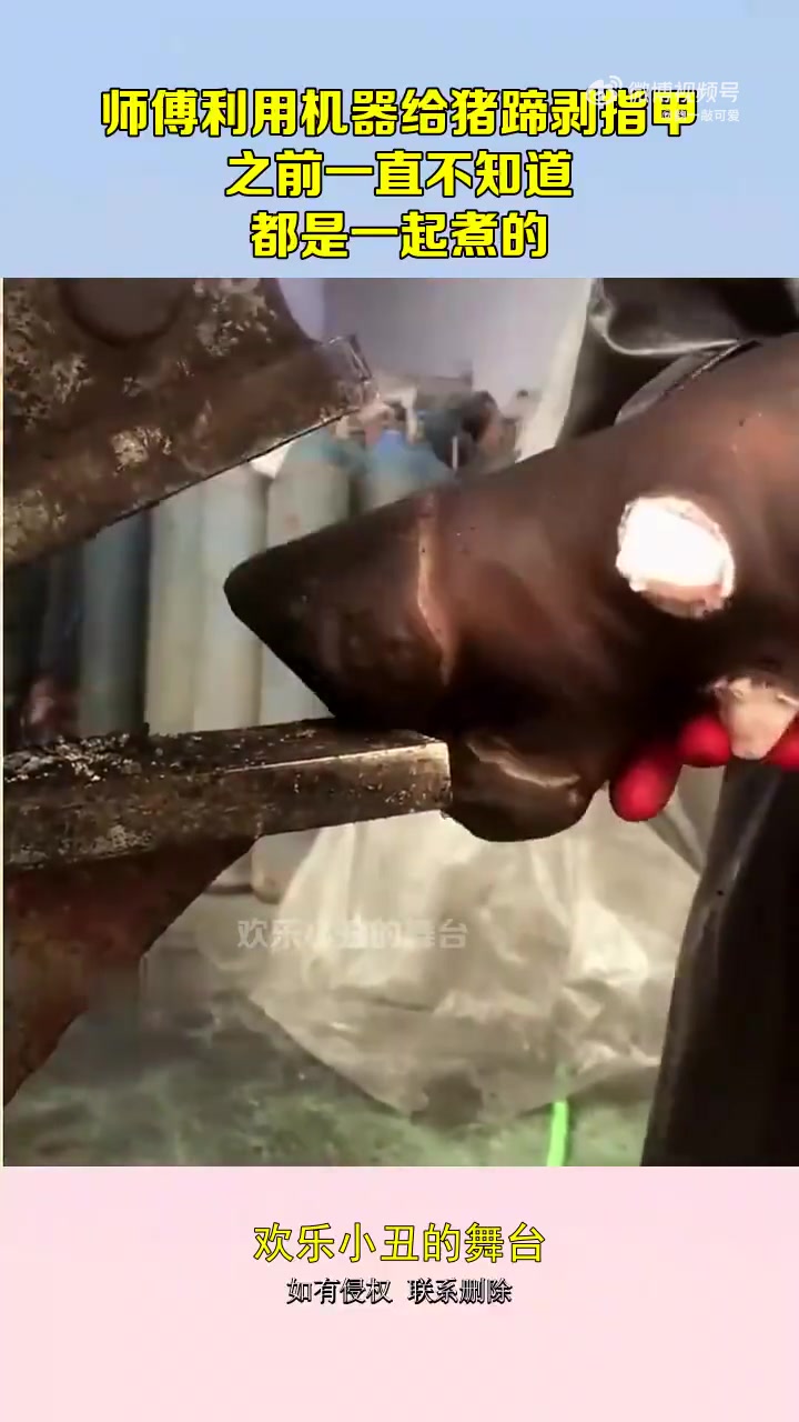 师傅利用机器给猪蹄剥指甲，之前一直不知道，都是一起煮的！！！