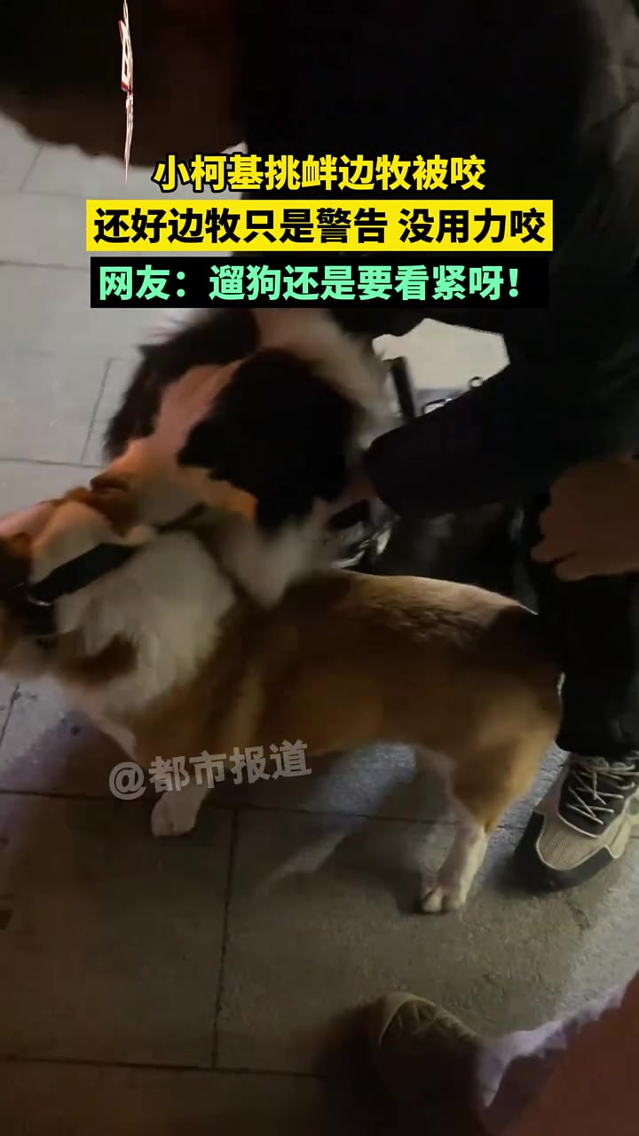 小柯基挑衅边牧被咬，还好边牧只是警告没用力咬！