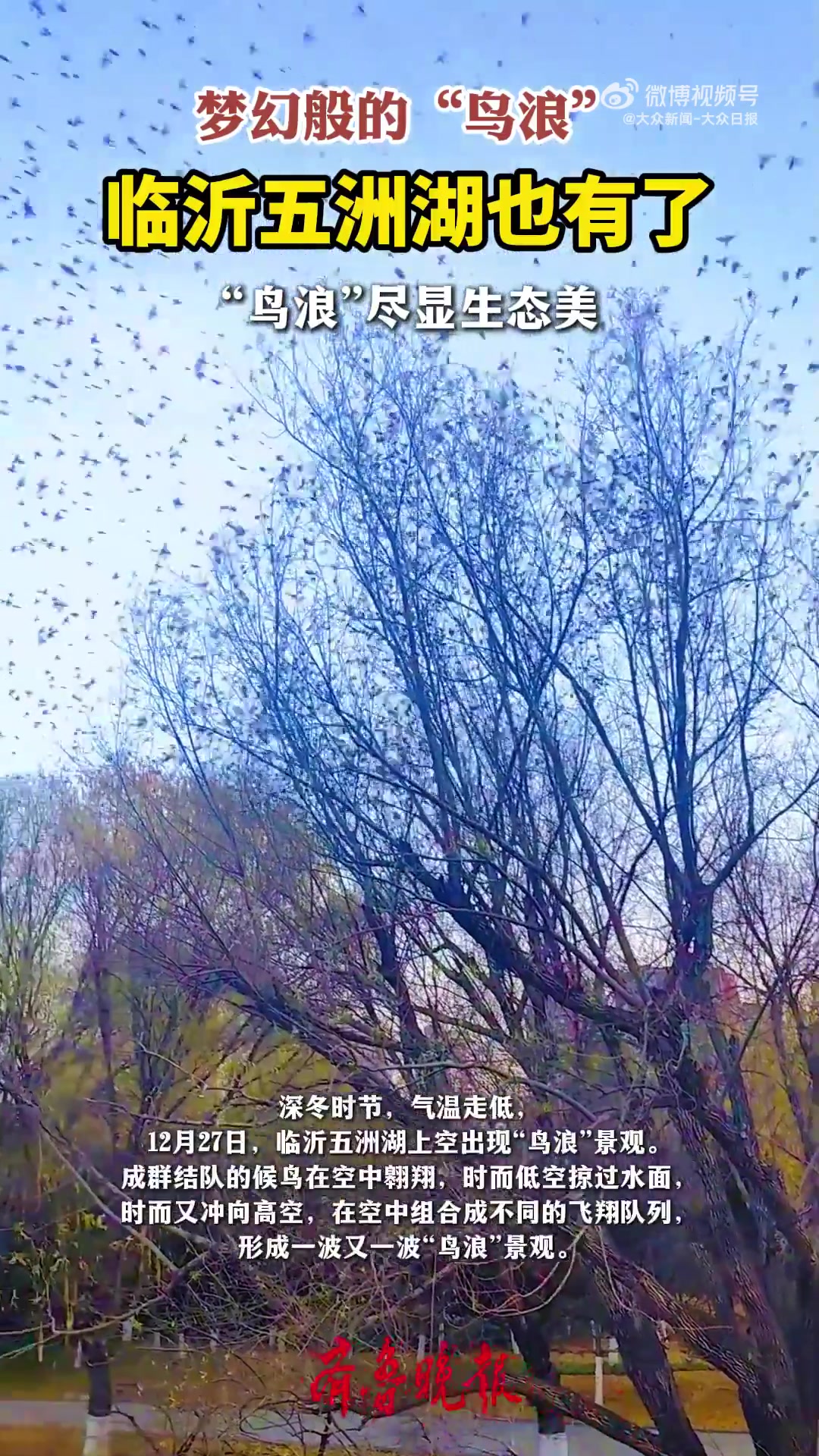 梦幻般的“鸟浪”，临沂五洲湖也有了