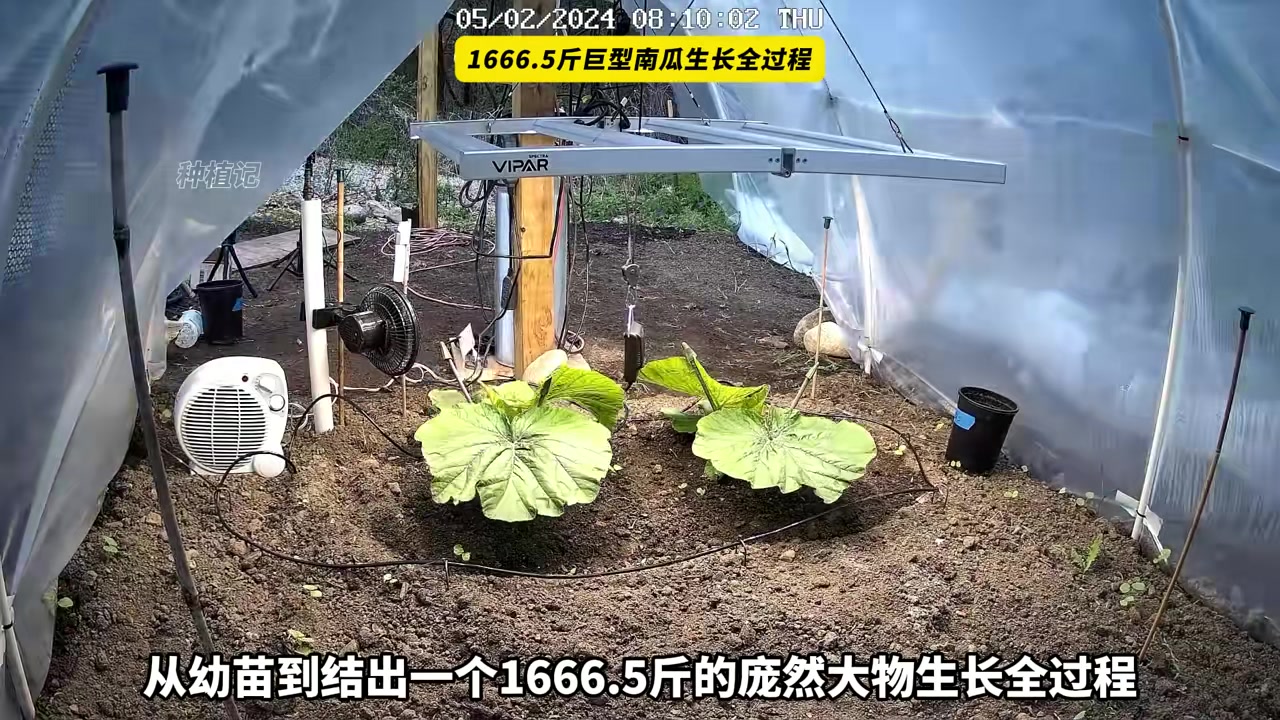 一个1666.5斤的巨型南瓜，耗时80天记录生长全过程