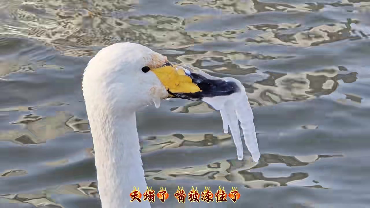 大鹅：嘴太碎了，被禁言了