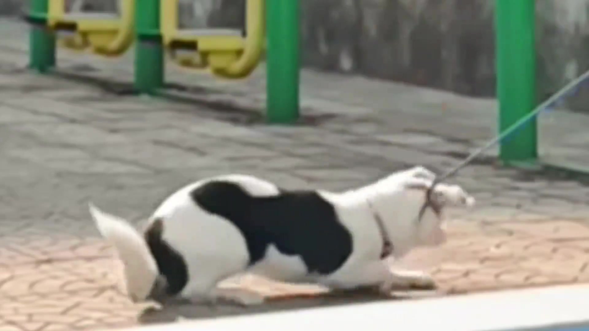 狗想打我就直说