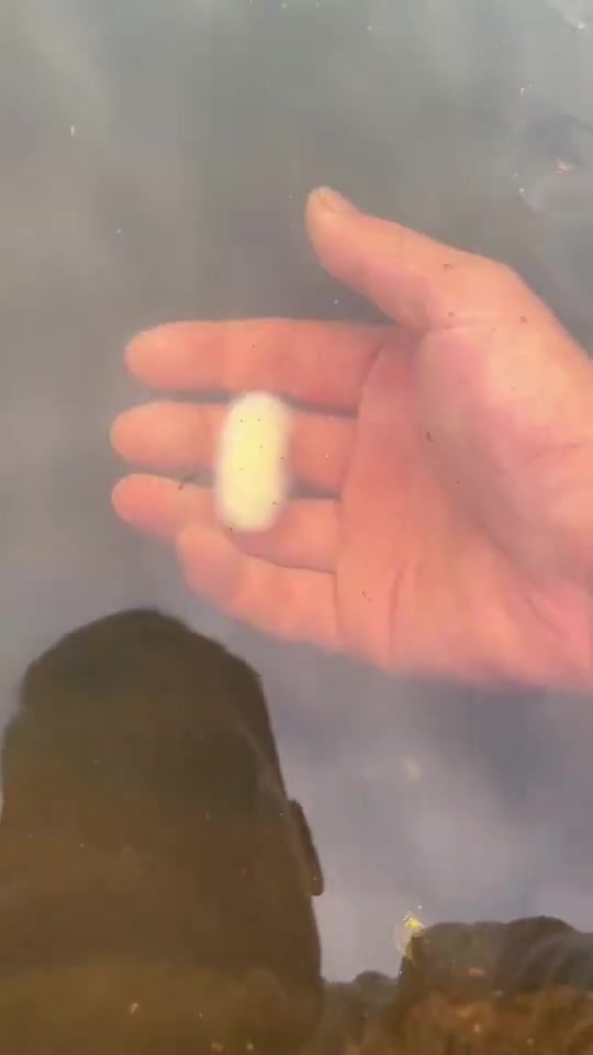 户外偶遇水底捞上来的嫩滑美食，有人认识吗