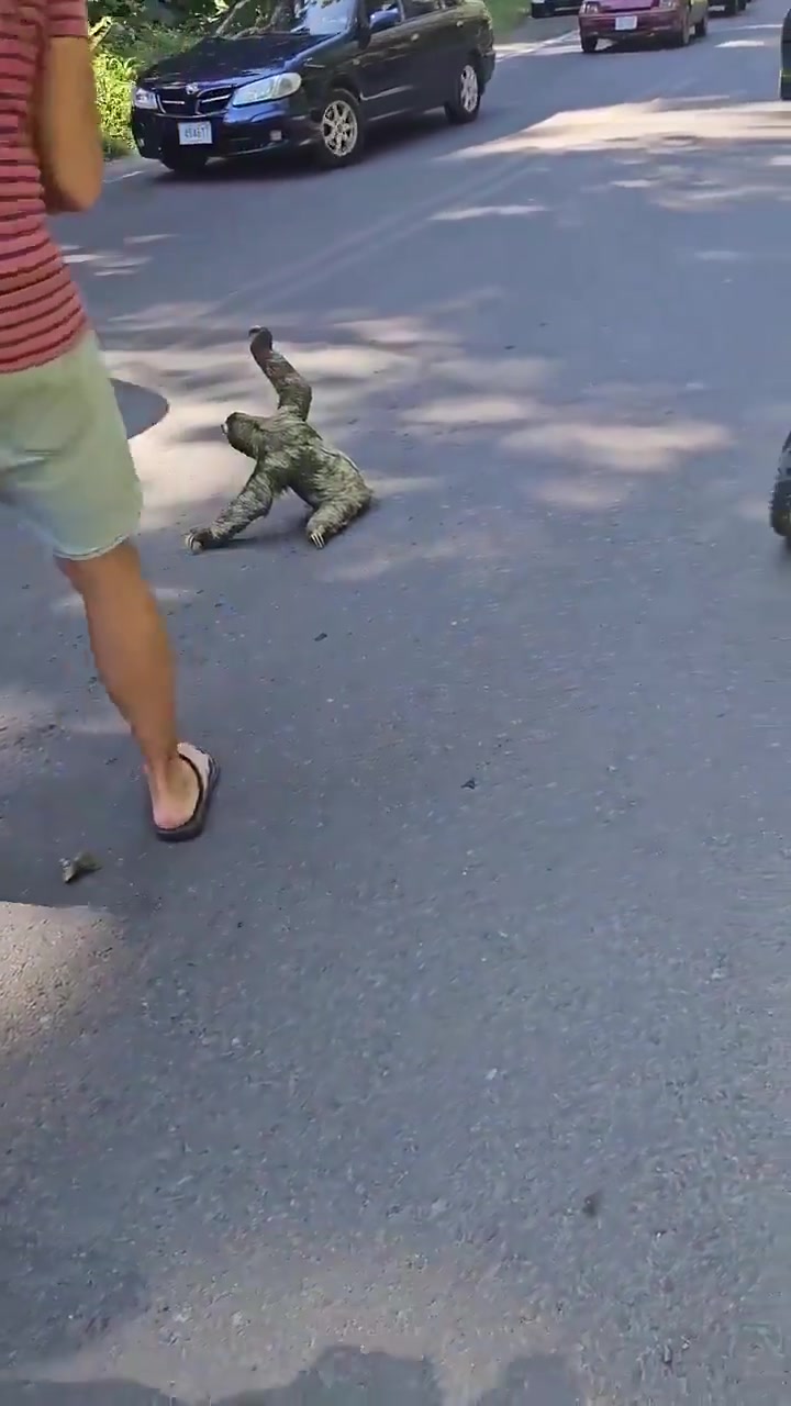 好心路人抱树懒过马路，当地人小心避开其爪