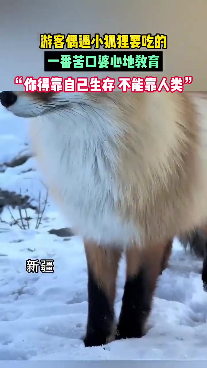 游客偶遇小狐狸要吃的，苦口婆心劝其靠自己生存