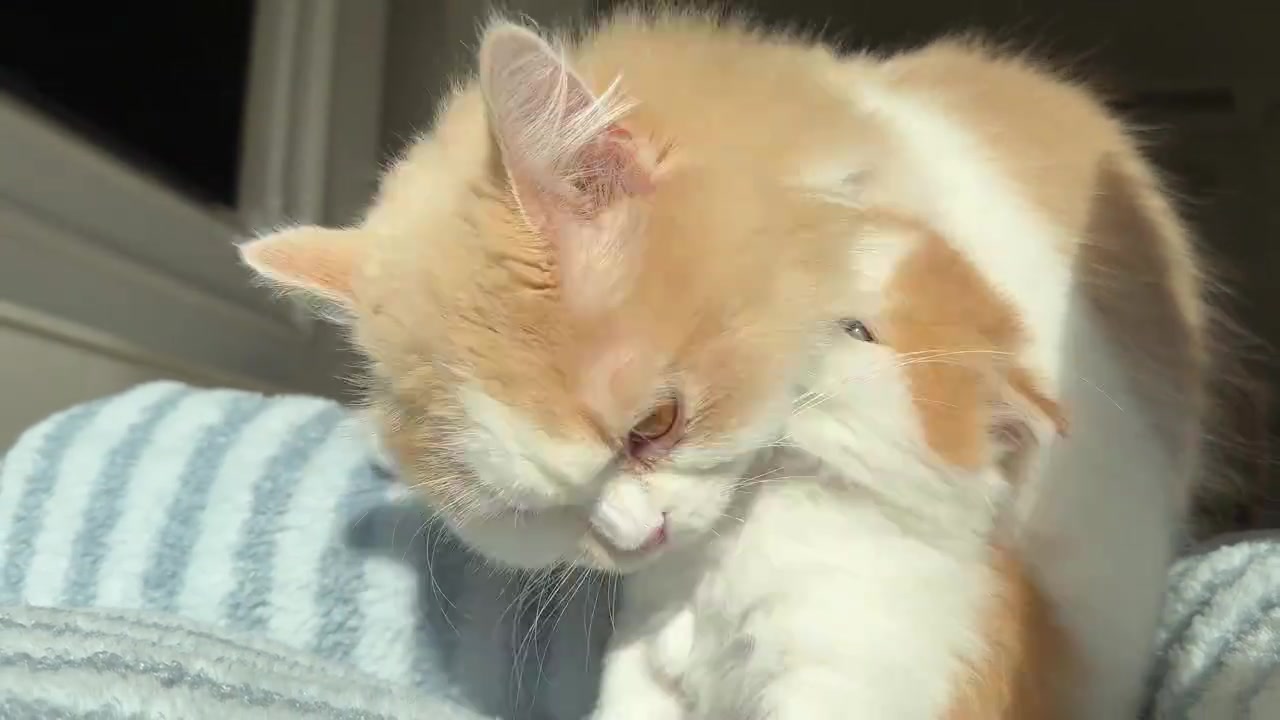 “小猫猫掰舔了，展现独特一幕”