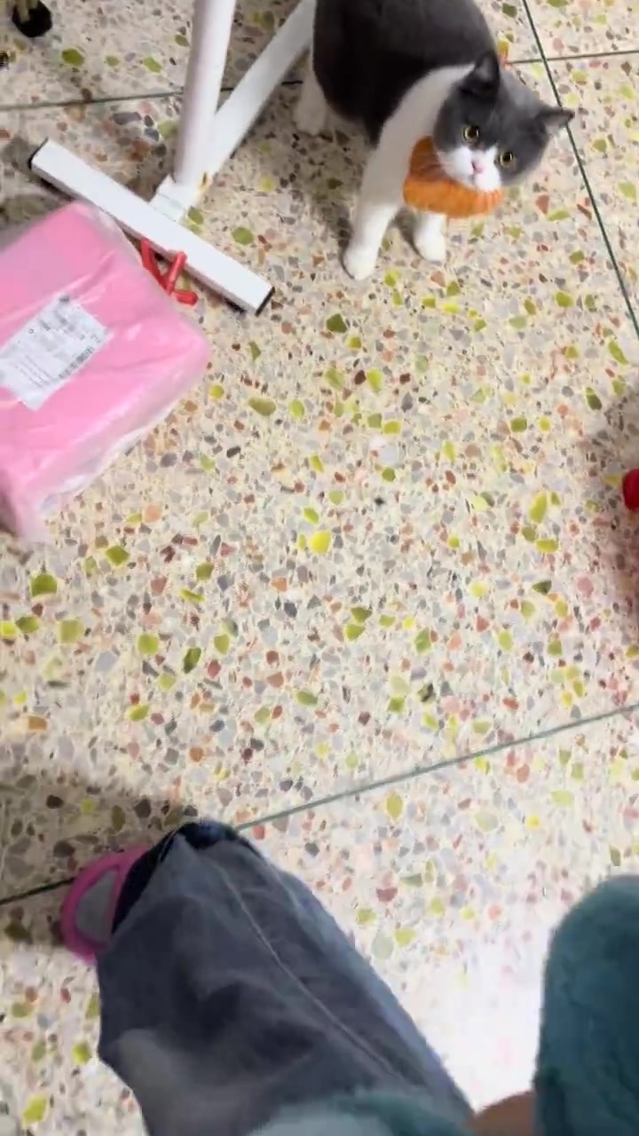 哎呦，这小猫真坏，还一副求饶样