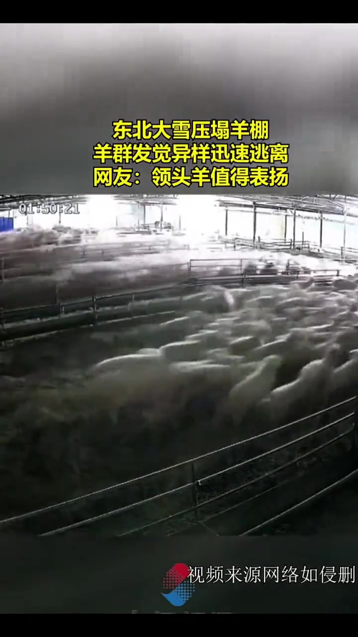 这些羊很聪明，成功实现自救