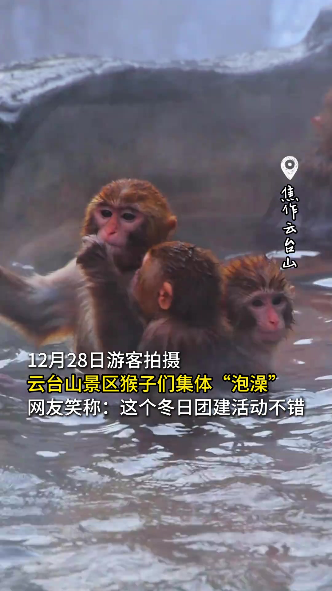 游客在云台山景区游玩时拍摄到猴子们集体“泡澡”的可爱画面