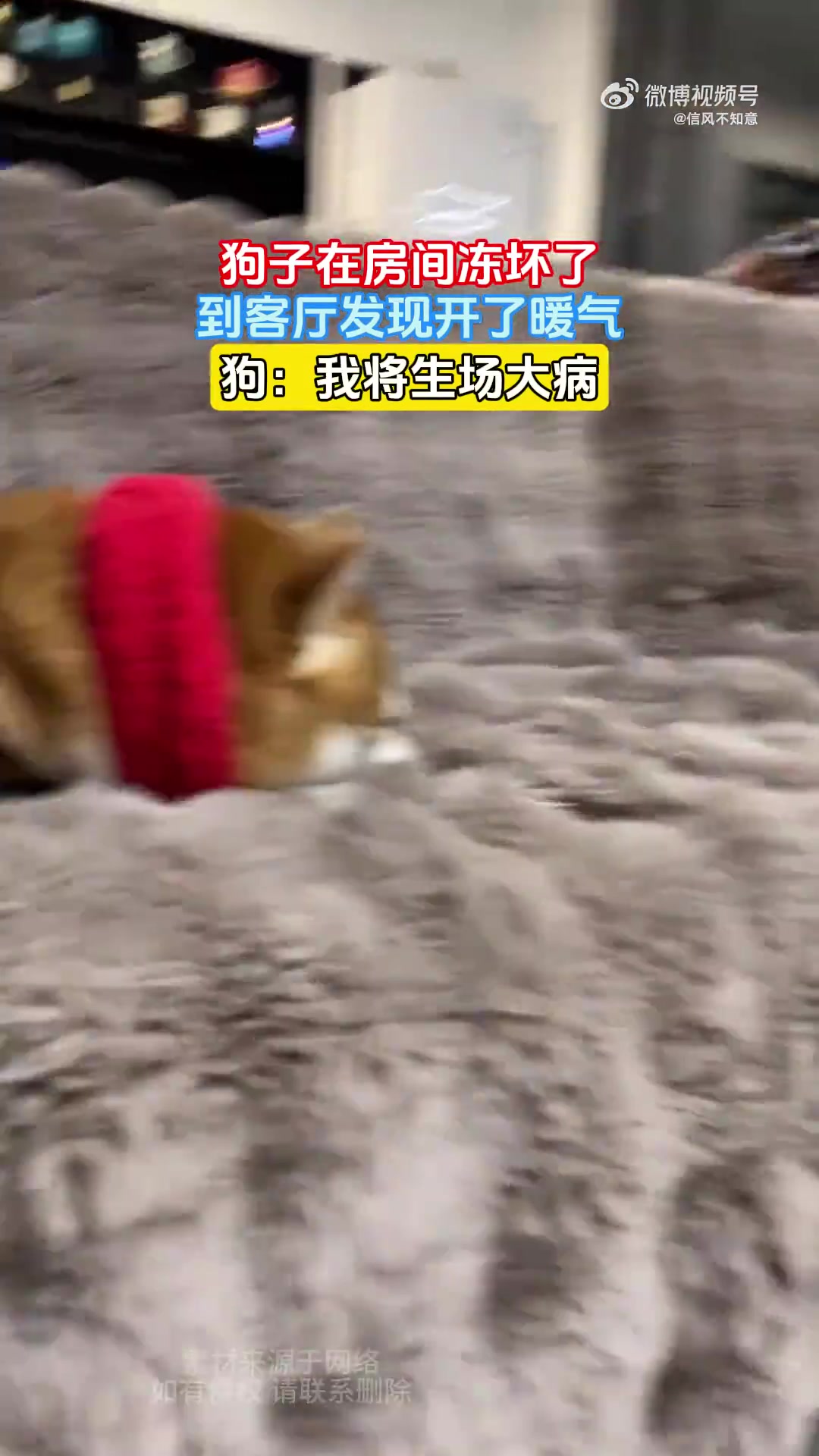 狗子在房间冻坏了，到客厅发现开了暖气，狗：我将生场大病！！！