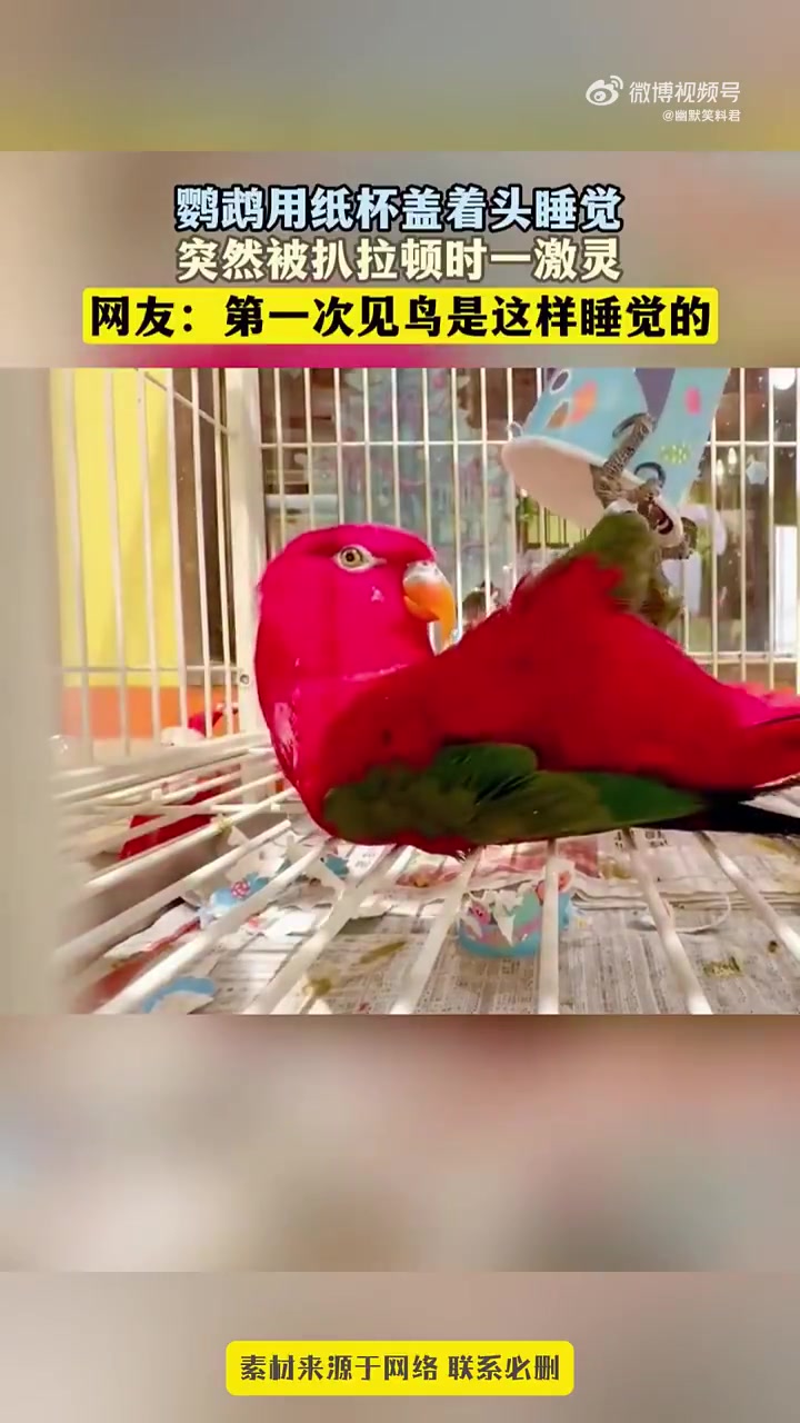 鹦鹉用纸杯盖着头睡觉，突然被扒拉顿时一激灵