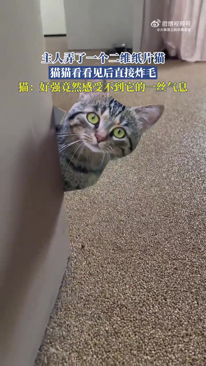 猫：好强竟然感受不到它的一丝气息