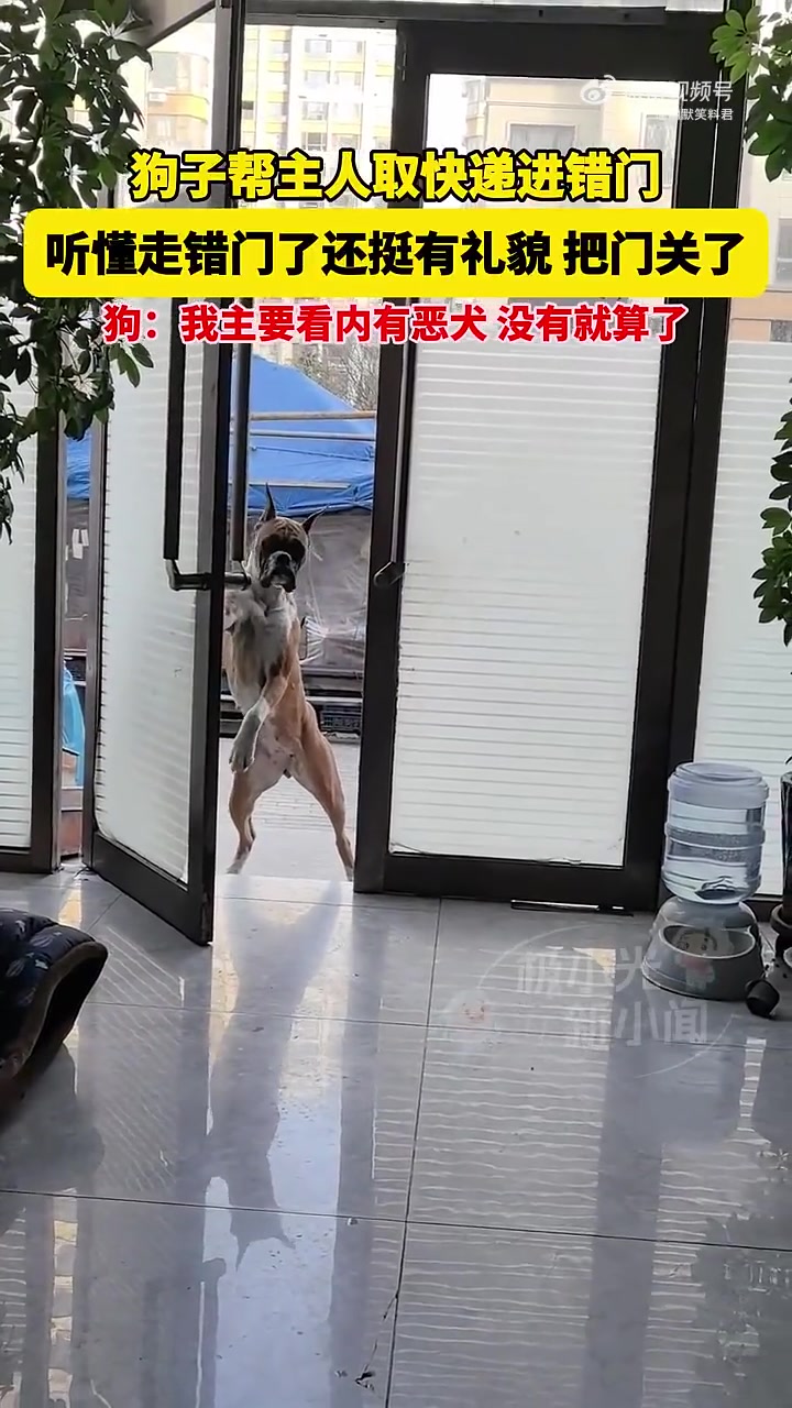 狗子帮主人取快递进错门，听懂走错门了还挺有礼貌
