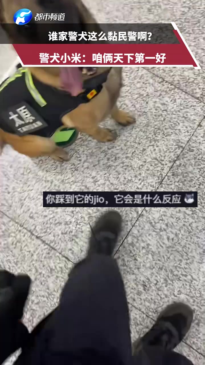 谁家警犬这么黏民警啊警犬小米：咱俩天下第一好