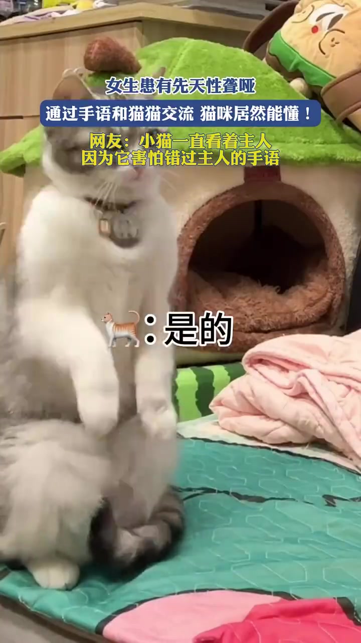 “先天性聋哑女生用手语与猫猫交流，猫猫竟能懂”