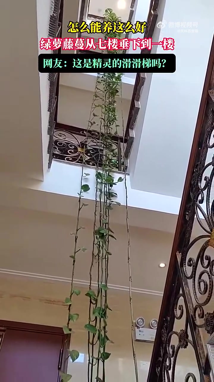 怎么把绿萝养得从七楼垂到一楼