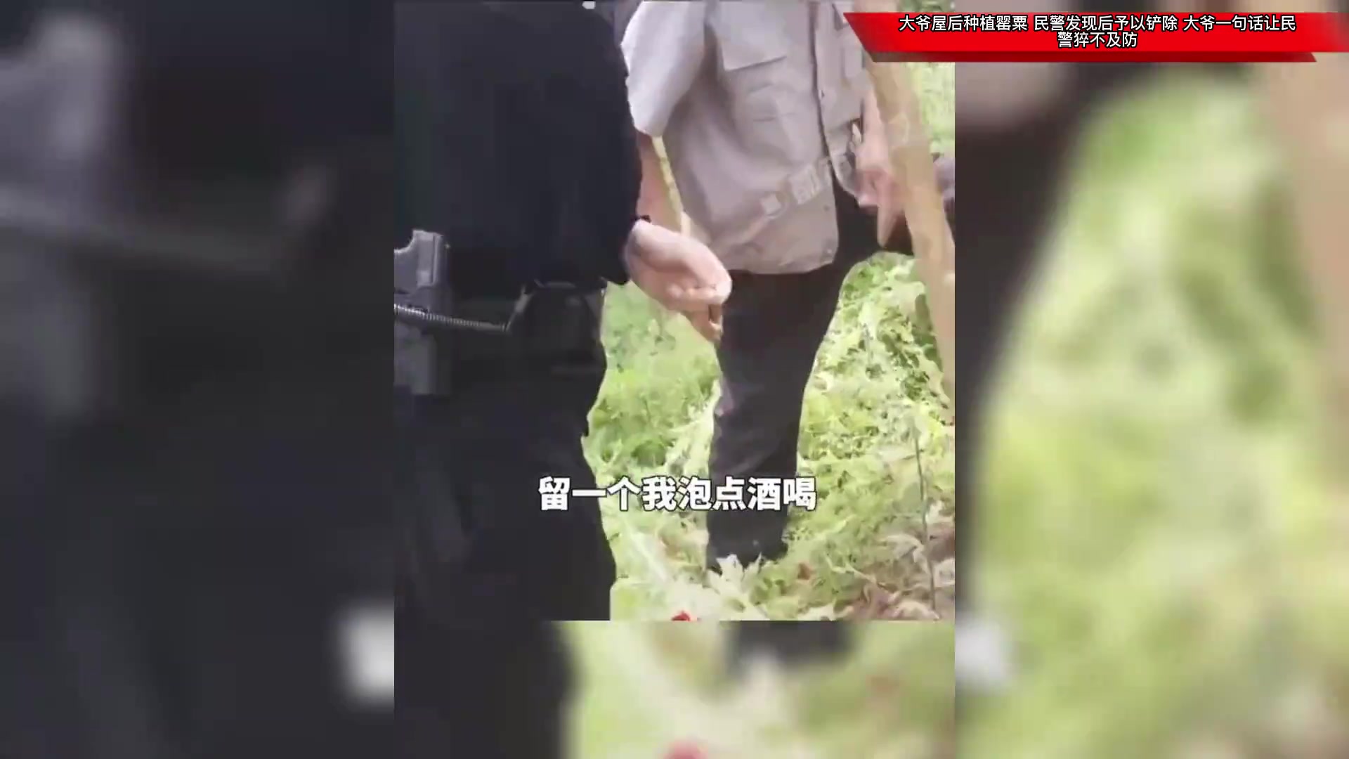 大爷屋后种罂粟，民警发现后予以铲除，大爷一句话让民警猝不及防