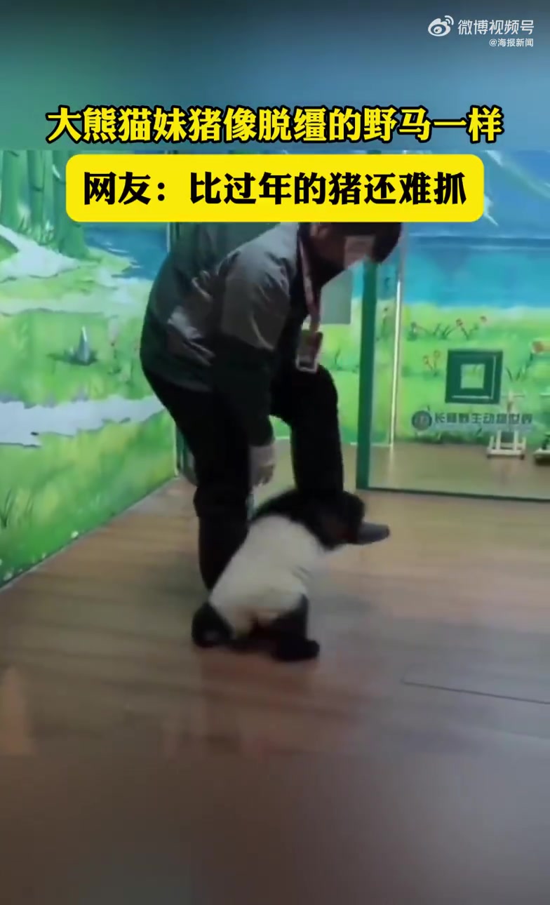 大熊猫幼崽妹猪比过年的猪还难抓