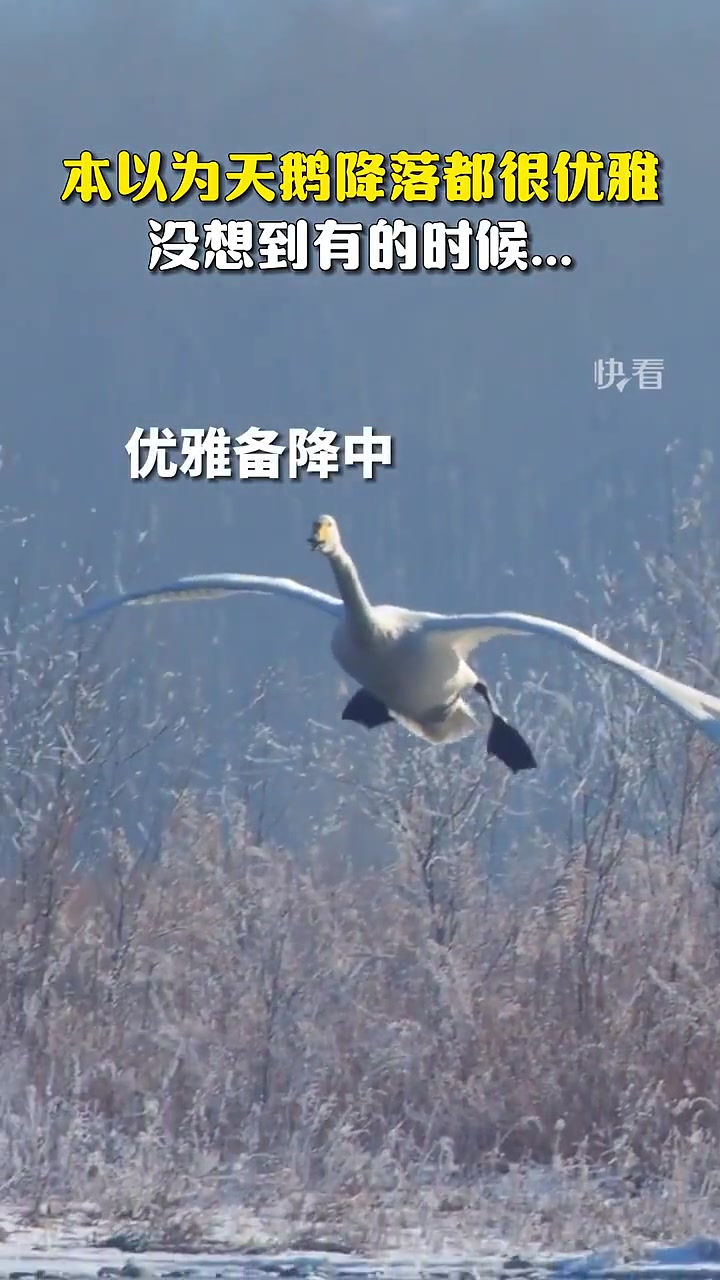 本以为天鹅降落都很优雅，没想到有的时候......