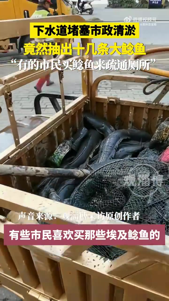 下水道清淤竟抽出十几条大鲶鱼，市民还用其疏通厕所