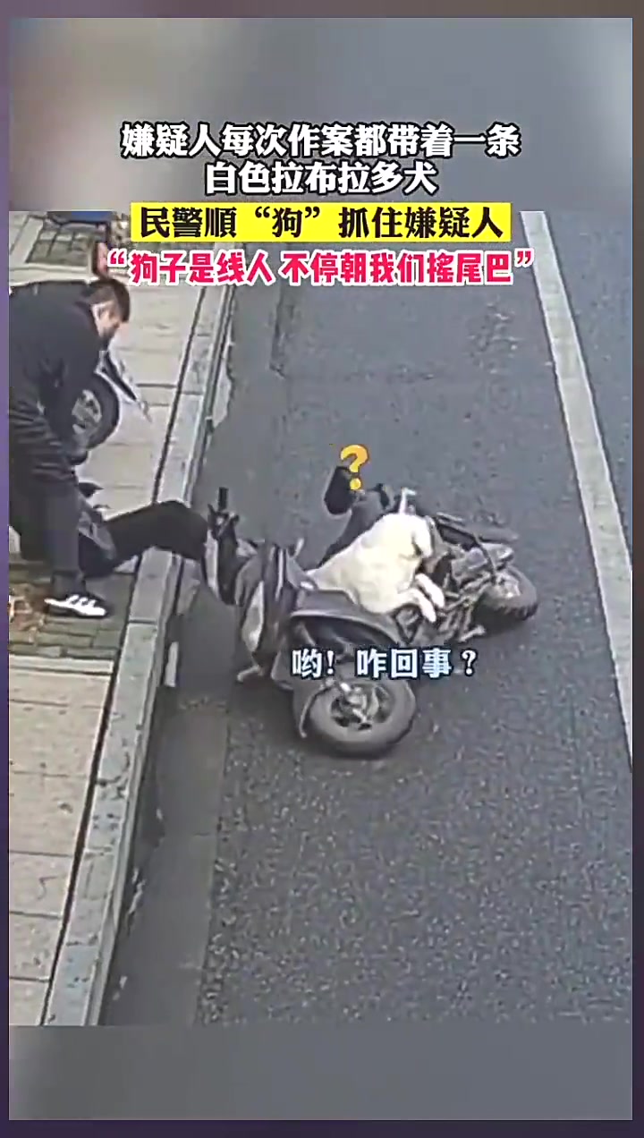 每次作案，嫌疑人都带着他的白色拉布拉多犬