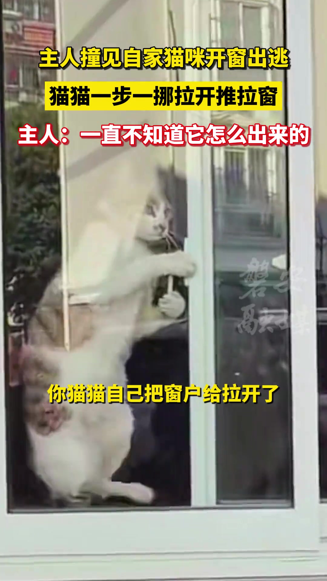 主人撞见自家猫咪开窗出逃，猫猫一步一挪打开推拉窗
