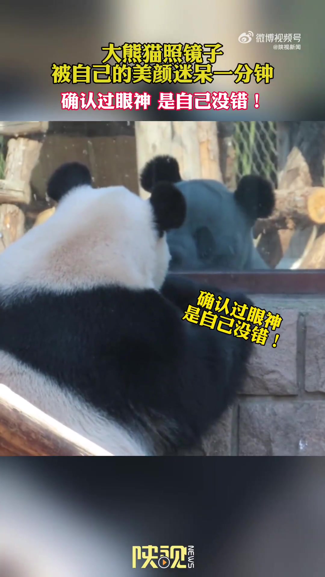 大熊猫照镜子被自己的盛世美貌迷呆