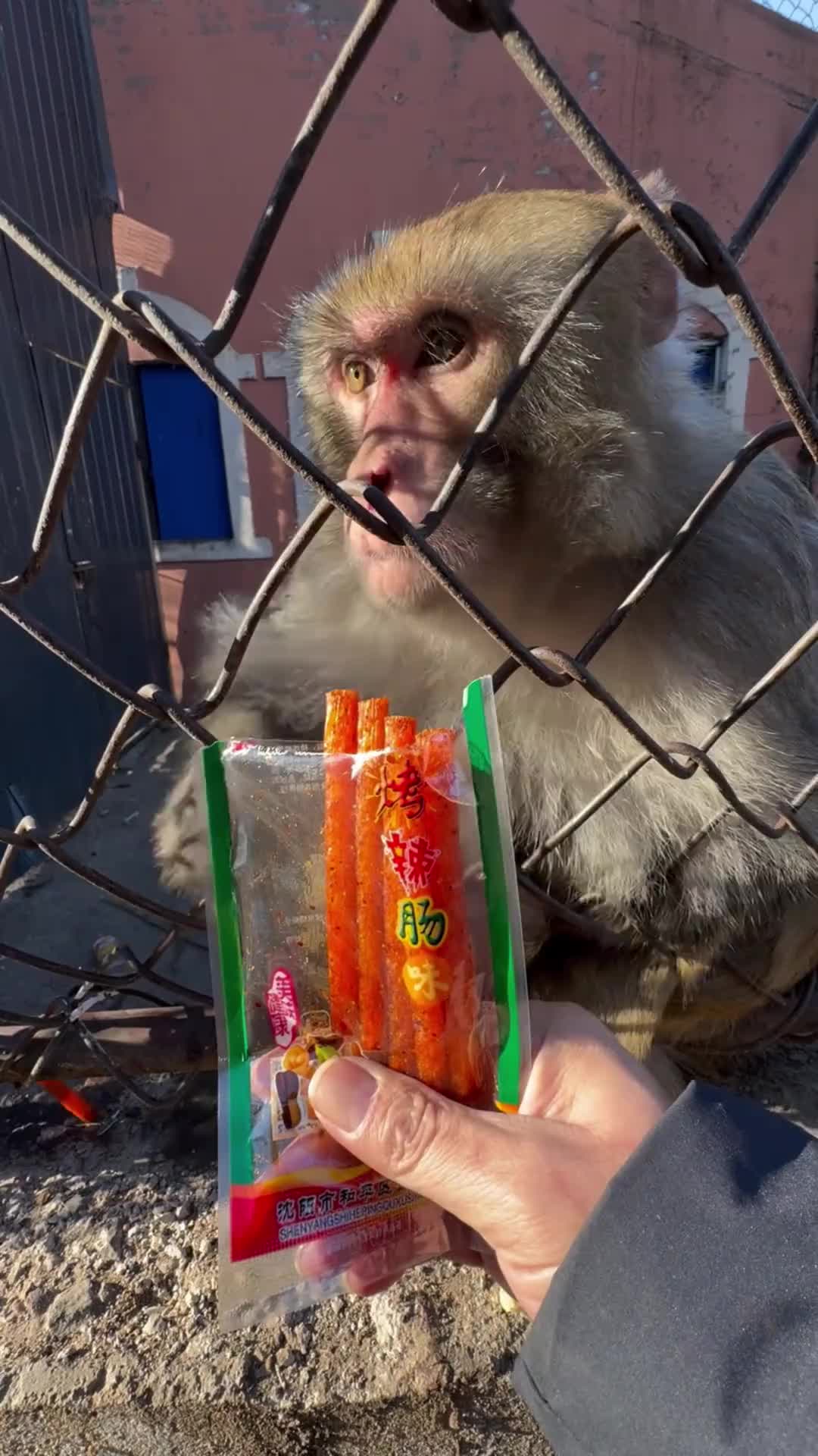 小猴子吃辣条这么香，看的我都馋了！
