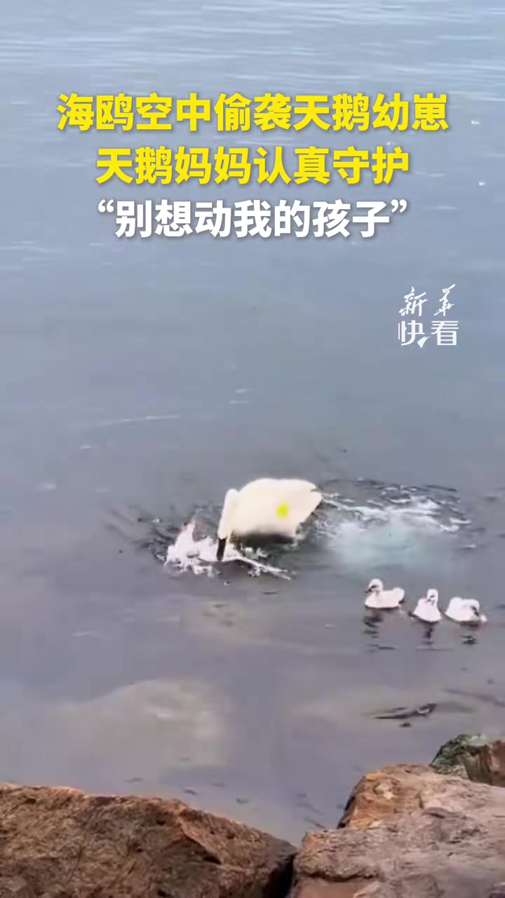 海鸥空中偷袭天鹅幼崽，天鹅妈妈认真守护，“别想动我的孩子”