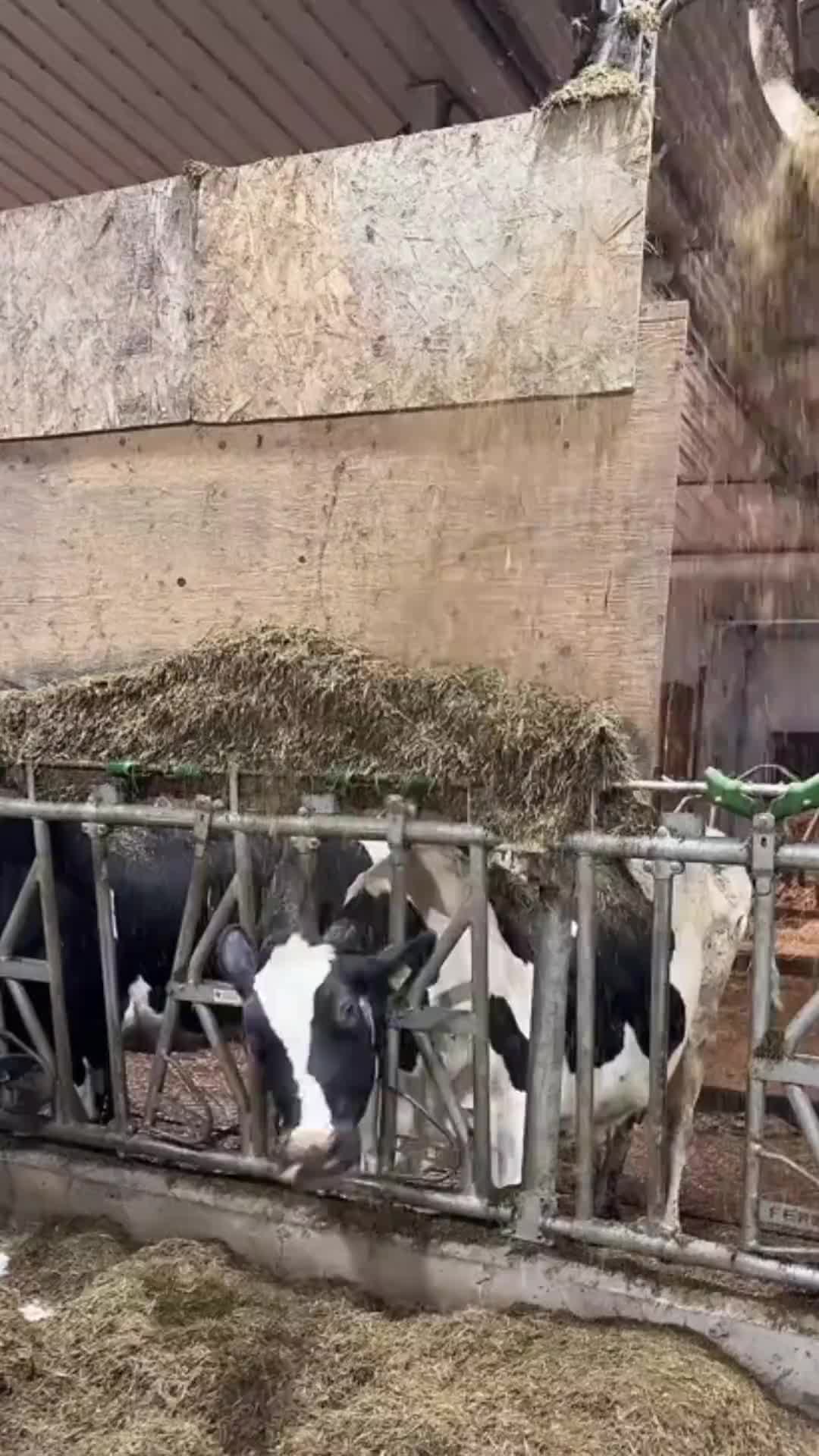 起锅烧油吧！这牛不能要了！
