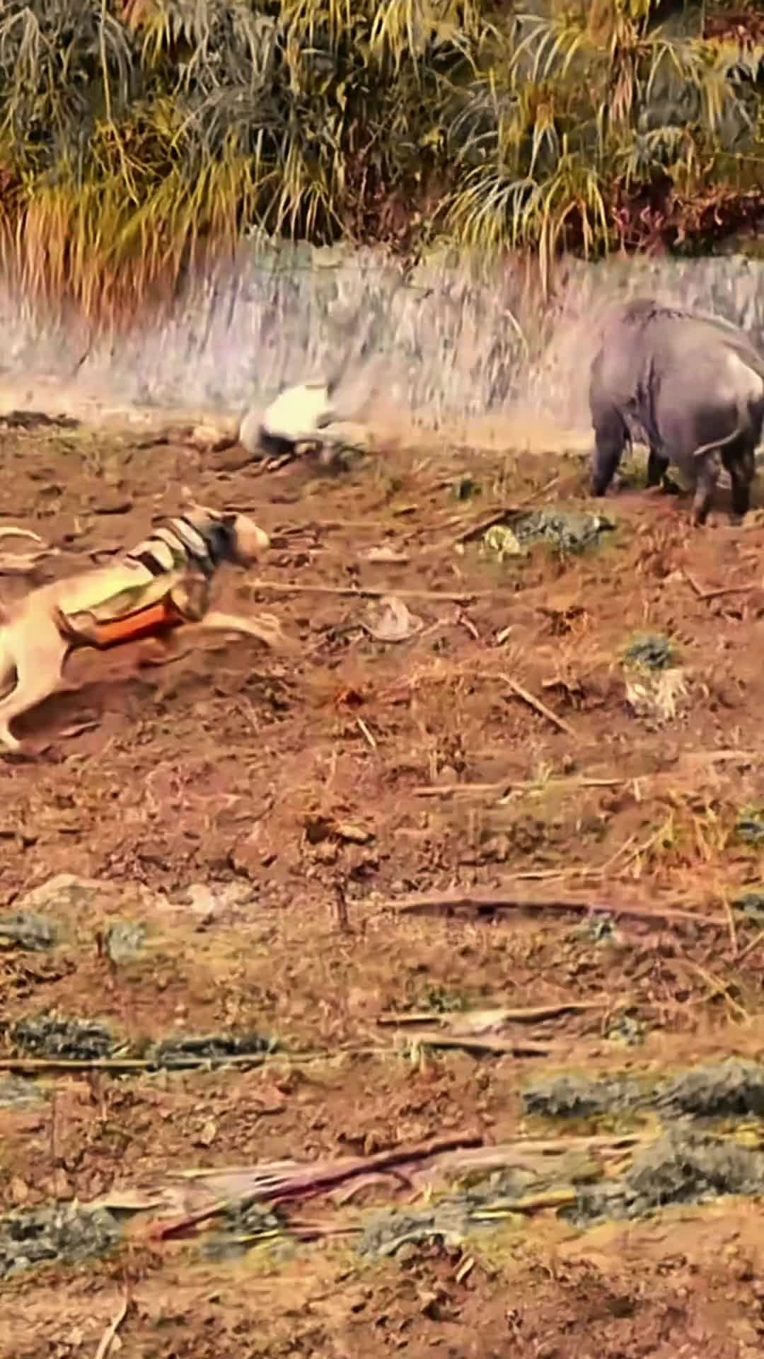 这只佩奇太猛了，看样子是拿不下啊！