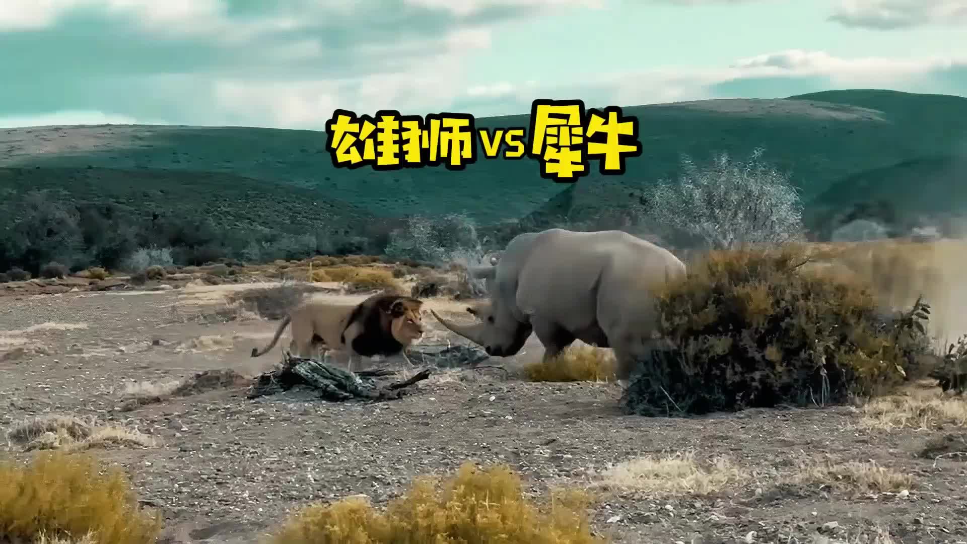母狮惹事，最后害了雄狮啊！