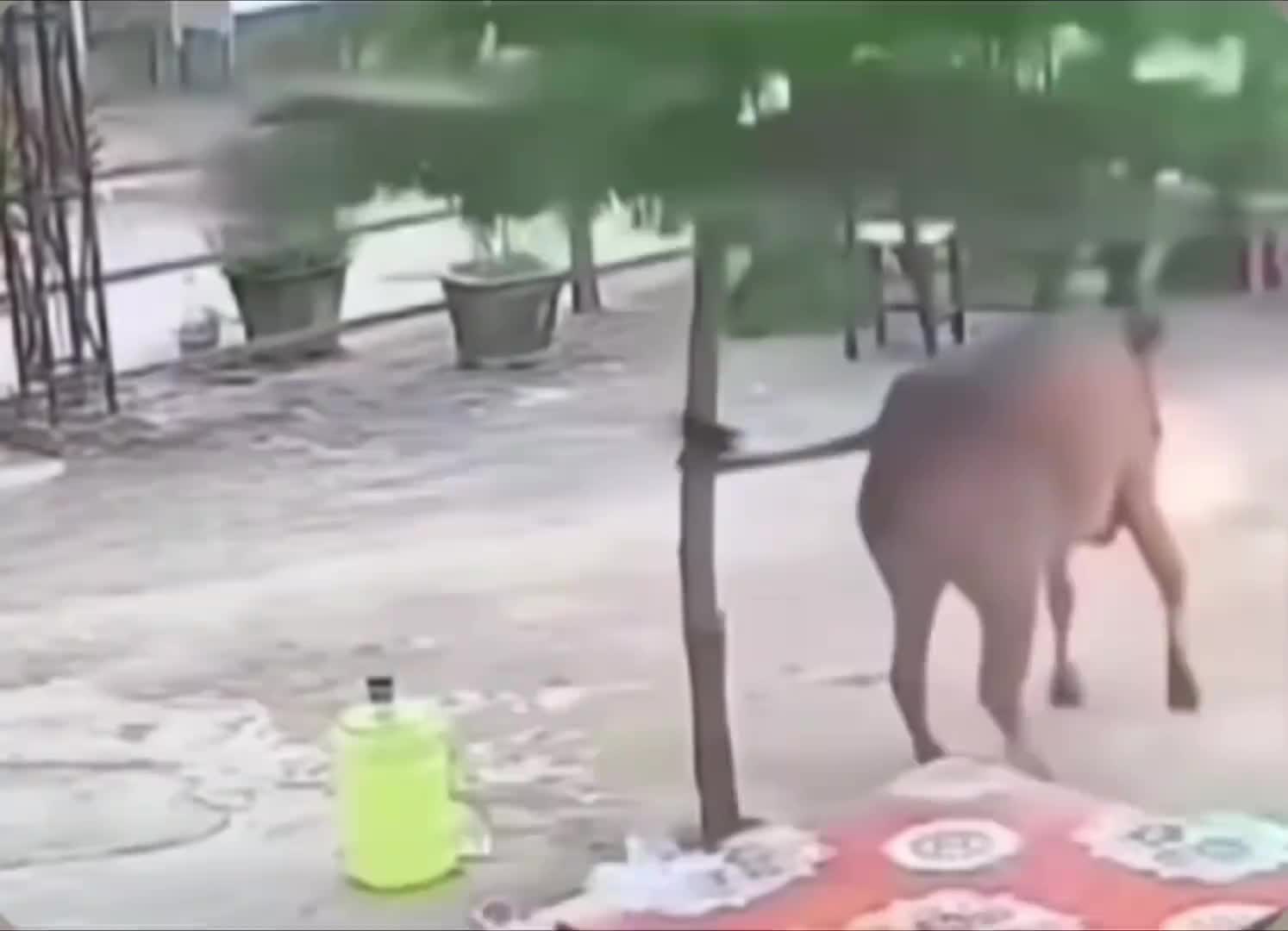 这是脑子不怎么好使啊！