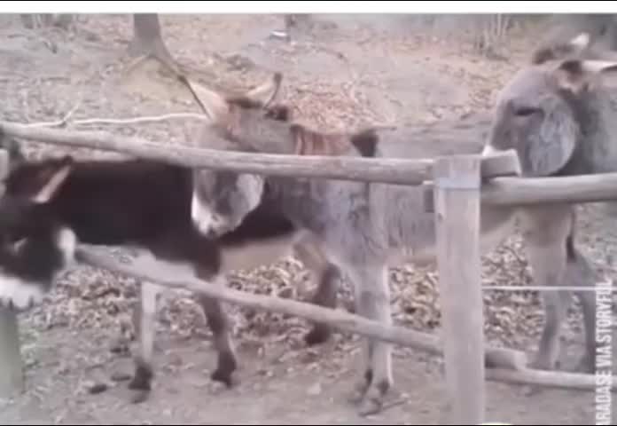 脑子不是每个驴都有的！